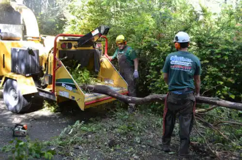 tree services Town of Pines